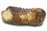 Partial Woolly Mammoth Molar - North Sea Deposits #295875-4